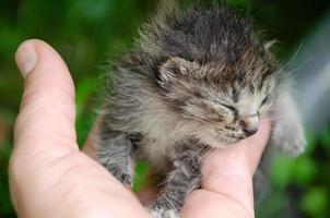un' piccolo gattino Nato nel sua braccia. il neonato del gattino occhi fatto non Aperto foto
