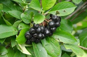 chokeberry un' mazzo di maturo frutti di bosco su un' cespuglio foto