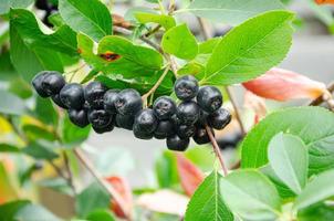 chokeberry un' mazzo di maturo frutti di bosco su un' cespuglio foto