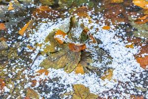 colorato fogliame suolo pozzanghere erbe coperto con neve foresta Germania. foto