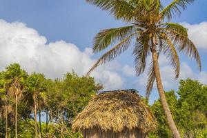 tropicale naturale spiaggia palma albero capanna playa del Carmen Messico. foto