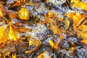 colorato fogliame suolo pozzanghere erbe coperto con neve foresta Germania. foto