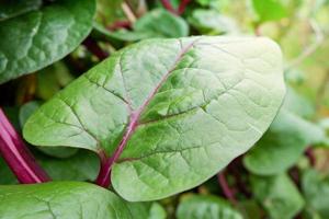 fresco ceylon spinaci verde pianta albero in crescita su vite nel il piantagione verdura giardino foto