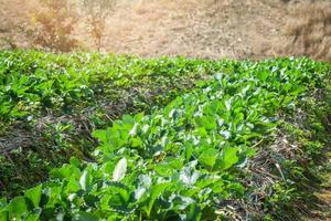 fragola pianta azienda agricola fresco biologico fragole in crescita piantagione su i campi nel il azienda agricola foto