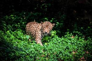 tigre leopardo giaguaro animale natura a caccia foto