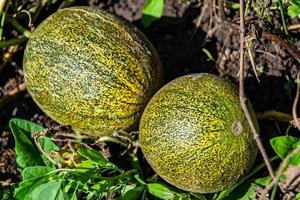 fotografia per tema bellissimo giovane frutta melone su sfondo estate le foglie foto