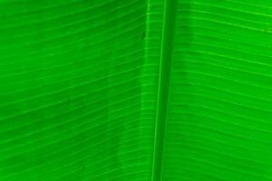 verde struttura di Banana foglia foto