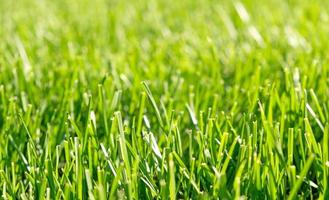 vicino su verde erba, naturale verdura sfondo struttura di prato giardino. ideale concetto Usato per fabbricazione verde pavimentazione, prato per formazione calcio intonazione, erba golf corsi, verde prato modello. foto