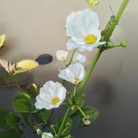 acqua gelsomino è un' molto bellissimo pianta e rinfresca il aria, Questo fiore è anche chiamato echinodoro paleafolio, Questo gelsomino è molto unico perché esso vite nel acqua foto