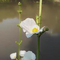 acqua gelsomino è un' molto bellissimo pianta e rinfresca il aria, Questo fiore è anche chiamato echinodoro paleafolio, Questo gelsomino è molto unico perché esso vite nel acqua foto