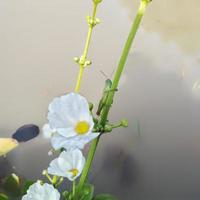 acqua gelsomino è un' molto bellissimo pianta e rinfresca il aria, Questo fiore è anche chiamato echinodoro paleafolio, Questo gelsomino è molto unico perché esso vite nel acqua foto