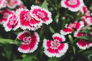 dianthus barbatus o conosciuto come dolce William è un' specie di dianthus nativo per meridionale Europa. dolce William simboleggia coraggio. foto