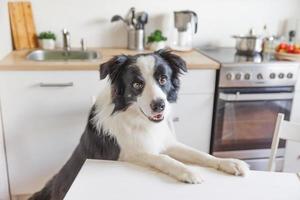 Affamato confine collie cane seduta su tavolo nel moderno cucina guardare con cucciolo occhi divertente viso in attesa pasto. divertente cane sorridente guardando e in attesa prima colazione a casa al chiuso, animale domestico cura animale vita foto