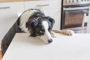 Affamato confine collie cane seduta su tavolo nel moderno cucina guardare con cucciolo occhi divertente viso in attesa pasto. divertente cane guardare triste guardando e in attesa prima colazione a casa al chiuso, animale domestico cura animale vita foto