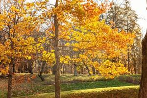 naturale autunno autunno Visualizza di alberi con giallo arancia foglia nel giardino foresta o parco. quercia le foglie durante autunno stagione. ispirazione natura nel ottobre o settembre. modificare di le stagioni concetto. foto