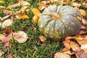 sfondo autunnale. autunno autunno zucca su foglie di autunno essiccate giardino sfondo all'aperto. ottobre settembre carta da parati cambio di stagione cibo biologico maturo concetto festa di halloween giorno del ringraziamento. foto