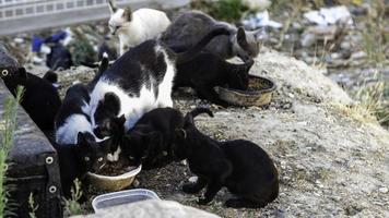 gatti che mangiano per strada foto