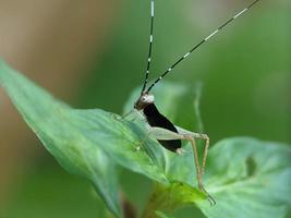 cavalletta su foglia, macro fotografia, estremo vicino su foto