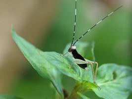 cavalletta su foglia, macro fotografia, estremo vicino su foto