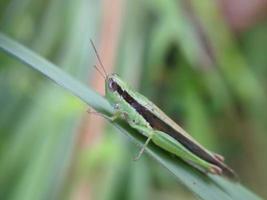 cavalletta su foglia, macro fotografia, estremo vicino su foto