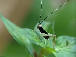 cavalletta su foglia, macro fotografia, estremo vicino su foto