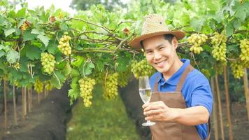 contento contadino Tenere un' bicchiere di vino nel vigneto. foto