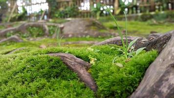 fresco verde muschioso superficie con legnoso radici in giro esso foto