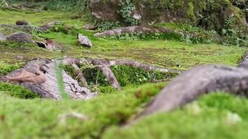 fresco verde muschioso superficie con legnoso radici in giro esso foto