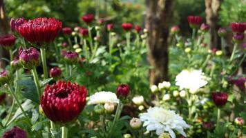 colorato fiore a il giardino foto