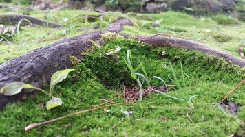 fresco verde muschioso superficie con legnoso radici in giro esso foto