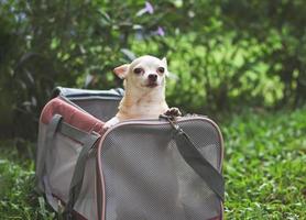 Marrone chihuahua cane in piedi nel rosa tessuto viaggiatore animale domestico vettore Borsa su verde erba, sorridente e guardare a telecamera. pronto per viaggio. sicuro viaggio con animali. foto