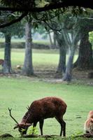 maschio cervo pascolo nel nara su un' piovoso giorno foto