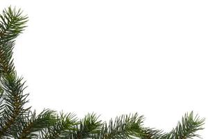 Natale albero rami. il concetto di il nuovo anno, Natale, natura. striscione. piatto posizione, superiore Visualizza su bianca sfondo foto