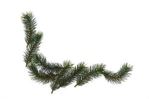 Natale albero rami. il concetto di il nuovo anno, Natale, natura. striscione. piatto posizione, superiore Visualizza su bianca sfondo foto