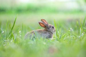 carino coniglio seduta su verde campo primavera prato Pasqua coniglietto caccia per Festival su erba foto