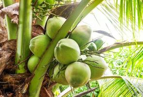 giovane Noce di cocco su albero fresco verde Noce di cocco palma tropicale frutta su pianta nel il giardino su estate giorno foto