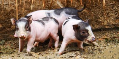 tre poco maiali a piedi nel il azienda agricola. foto