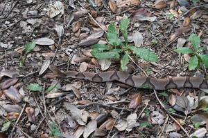 un' copperhead serpente mescolanza con il foglia rifiuti così quello esso nasconde nel pianura vista. foto