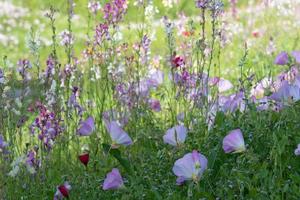 primavera fiori selvatici in crescita di il ciglio della strada. foto