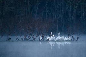 bianca pellicani si riunirono su un presto mattina appena prima Alba, il uccelli riflessa su il superficie di il stagno mentre essi In piedi su un' piccolo isola di vegetazione. foto