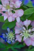 un' standard Bluebonnet a fianco uno quello è rosa. foto