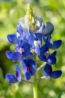 avvicinamento di un' Texas bluebonnet. foto