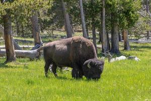 un' solitario bisonte pascolo nel Yellowstone nazionale parco, Wyoming. foto