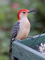 un' dal ventre rosso picchio visitare il uccello alimentatore. foto