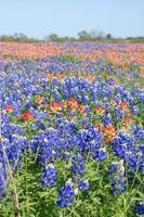 bluebonnet e indiano pennello copertina il i campi di est Texas nel primavera. foto