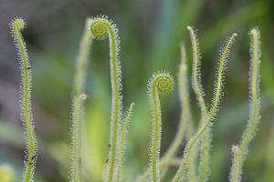 il appiccicoso steli di carnivoro di tracy drosera dispiegarsi piace un' felce. foto