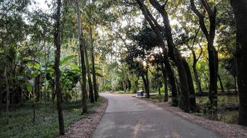 strada sentiero nel il parco per rilassante a piedi jogging paesaggio foto