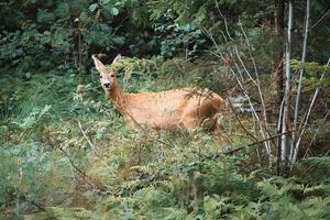 cervo nel un' radura nel davanti di il foresta guardare a il spettatore. natura osservato foto