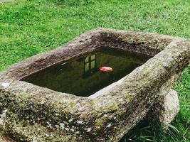 Mela nel il acqua foto