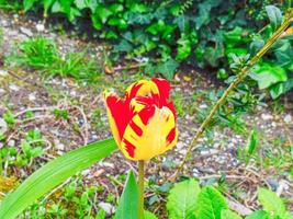 un' spagnolo tulipano foto